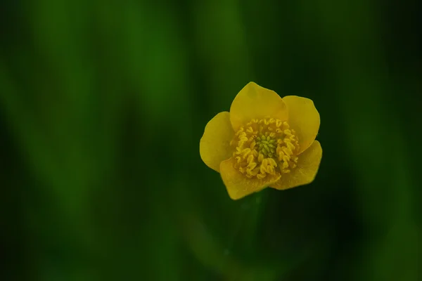 Flor amarela selvagem Fotografias De Stock Royalty-Free
