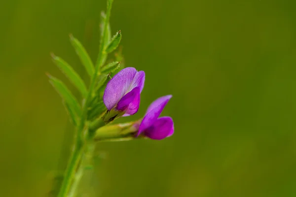 Wyka siewna (Vicia sativa) — Zdjęcie stockowe