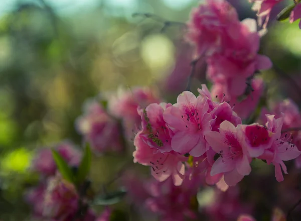 Japanese Camellia flower — Stock Photo, Image