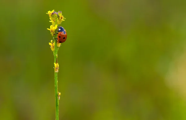 Çiçekteki uğur böceği — Stok fotoğraf