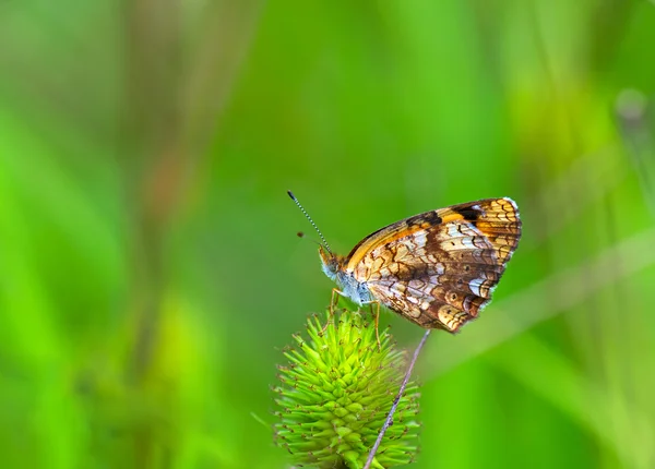 Checkerspot plateado (Chlosyne nycteis ) — Foto de Stock