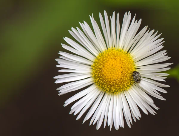 Beetle on flower — Stock Photo, Image