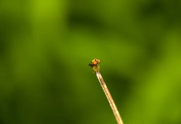 Overval Fly zitstokken Stockfoto