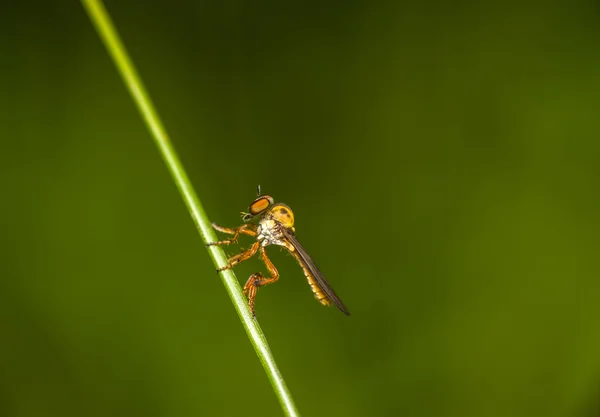 Robbery Fly on grass — Stock Photo, Image