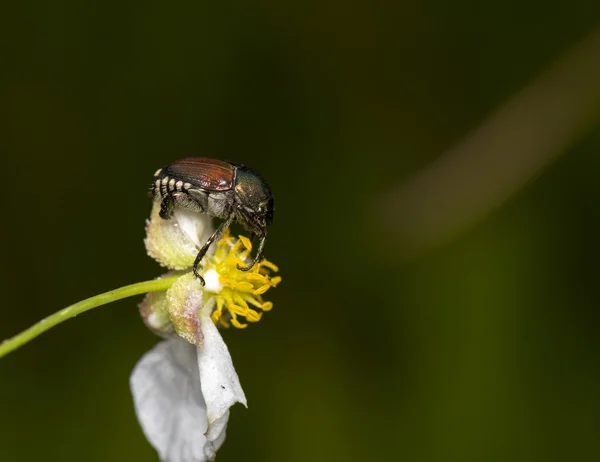 Japanse kever op bloem — Stockfoto