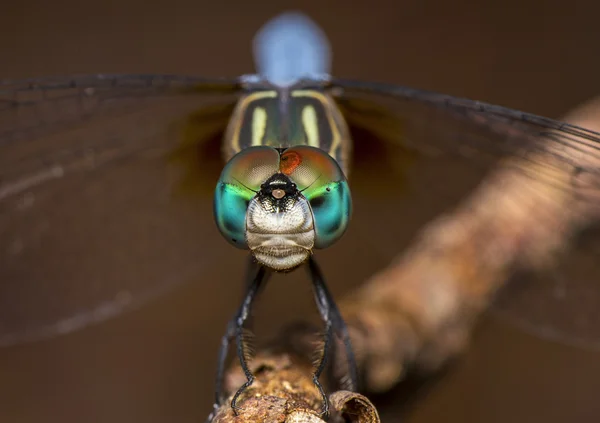 Dragon Fly op gras Rechtenvrije Stockfoto's