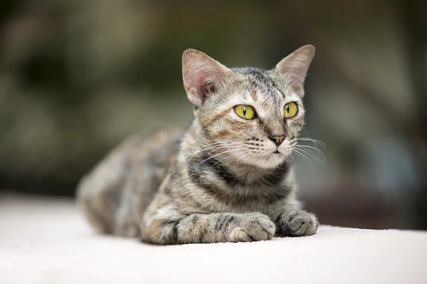 Gato na parede — Fotografia de Stock