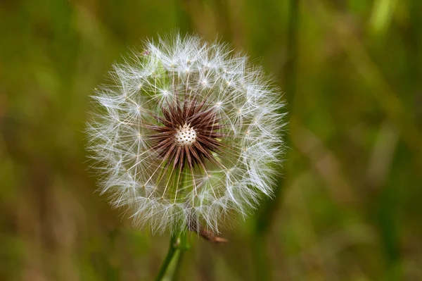 Dandelion in green grass — Stock Photo, Image