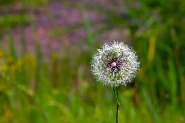 Diente de león en hierba verde — Foto de Stock