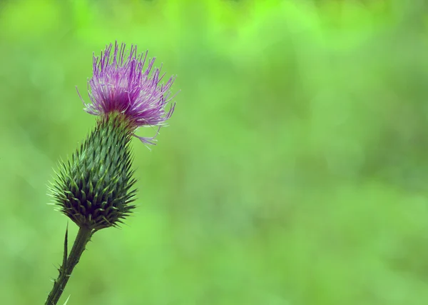 Flor de cardo — Fotografia de Stock