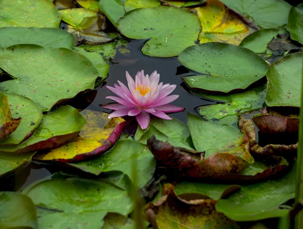 Lily rosa — Fotografia de Stock