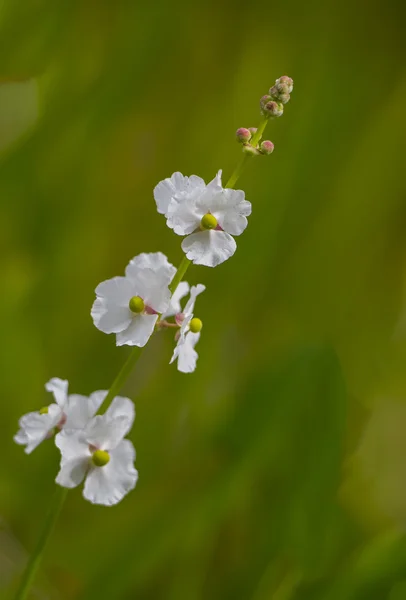 Bílé květy Stock Snímky