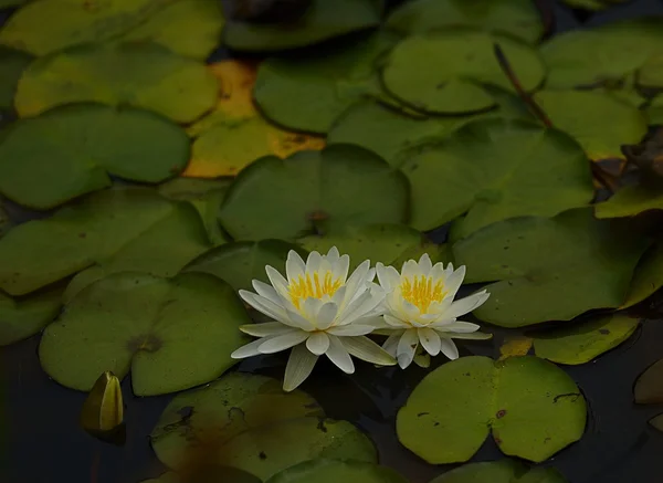 Yellow rain lily — Stock Photo, Image
