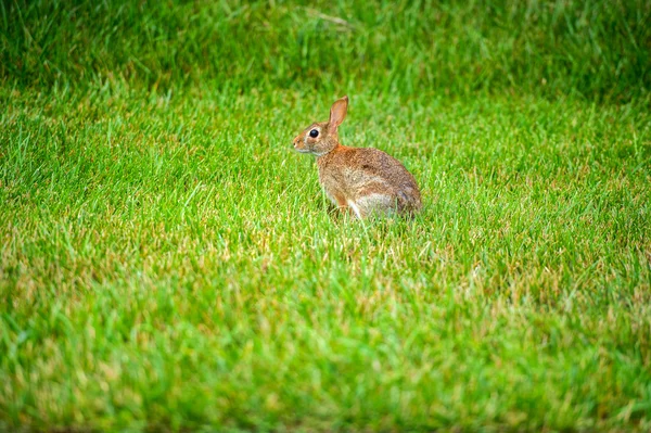 Geel regen lily — Stockfoto