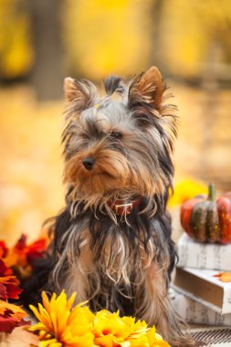 Sonbahar Park küçük köpek