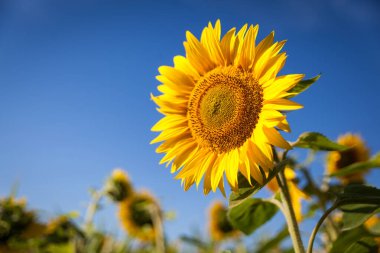 Çiçek açan ayçiçeği tarlası. Güneşli ayçiçeği mavi gökyüzü ile doğal arka plan