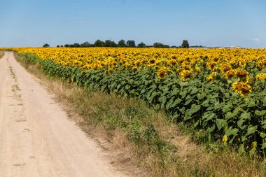 Çiçek açan ayçiçeği tarlası. Güneşli ayçiçeği mavi gökyüzü ile doğal arka plan