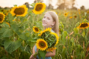 Mavi kotlu güzel genç kız ayçiçeği tarlasında eğleniyor.