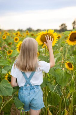 Mavi kotlu güzel genç kız ayçiçeği tarlasında eğleniyor.
