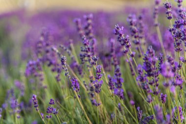 Bulanık arka planda güzel lavanta çiçekleri.