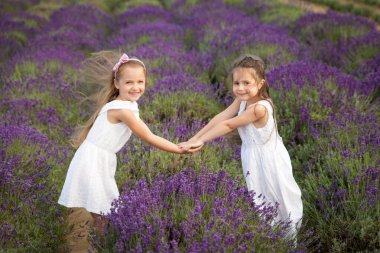Beyaz elbiseli şirin küçük kızlar lavanta tarlasında el ele tutuşuyorlar.