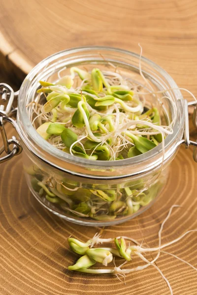 Green young sunflower sprouts in the jar — Stock Photo, Image