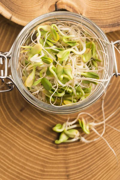 Grüne junge Sonnenblumen sprießen im Glas — Stockfoto