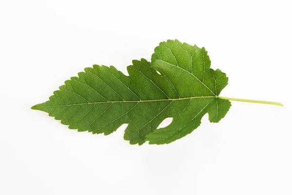 Vue rapprochée de la feuille de mûrier sur fond blanc — Photo