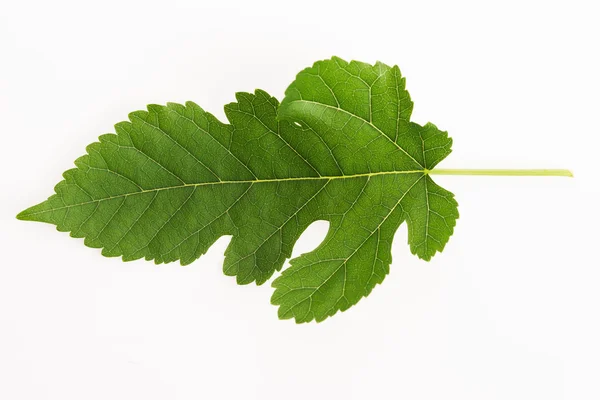 Vue rapprochée de la feuille de mûrier sur fond blanc — Photo