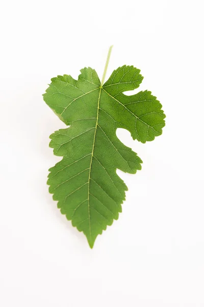 Close-up view of Mulberry leaf over white background — Stock Photo, Image
