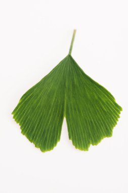 Ginkgo biloba yaprakları