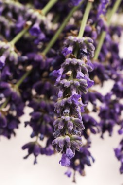 Lavanta çiçeği beyaz