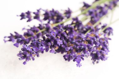 Lavanta çiçeği beyaz