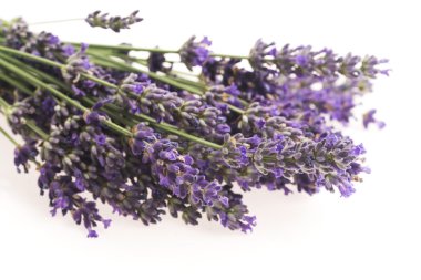 Lavanta çiçeği beyaz