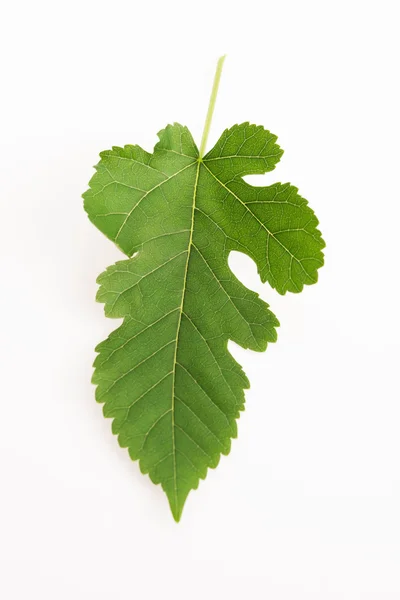 Vue rapprochée de la feuille de mûrier sur fond blanc — Photo