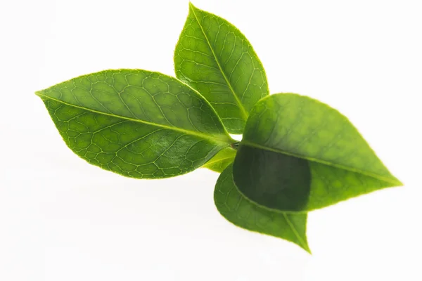 Green tea leaf isolated on white background — Stock Photo, Image