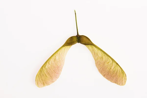 Two winged maple seeds attached to the stem — Stock Photo, Image