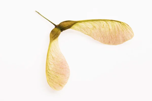 Два крилатих кленових насіння, прикріплені до стебла — стокове фото
