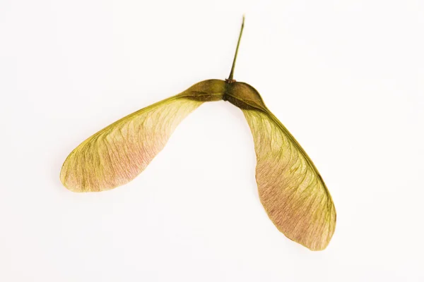 Two winged maple seeds attached to the stem — Stock Photo, Image