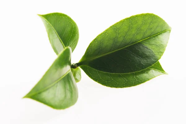 Zelený čaj list izolované na bílém pozadí — Stock fotografie