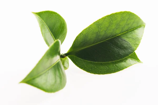 Hoja de té verde aislada sobre fondo blanco —  Fotos de Stock