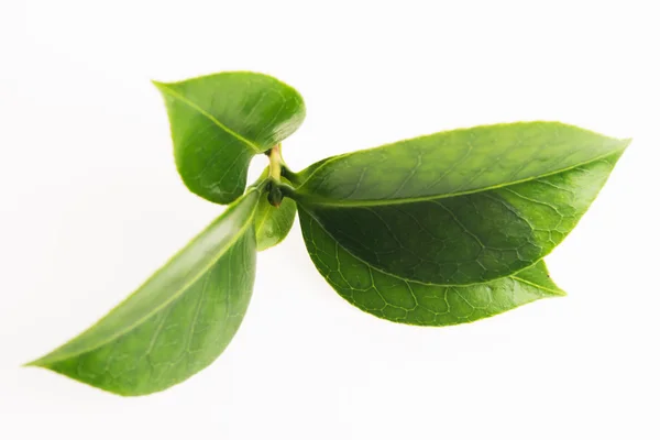 Folha de chá verde isolado no fundo branco — Fotografia de Stock