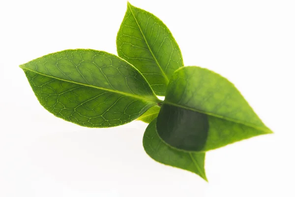 Hoja de té verde aislada sobre fondo blanco —  Fotos de Stock