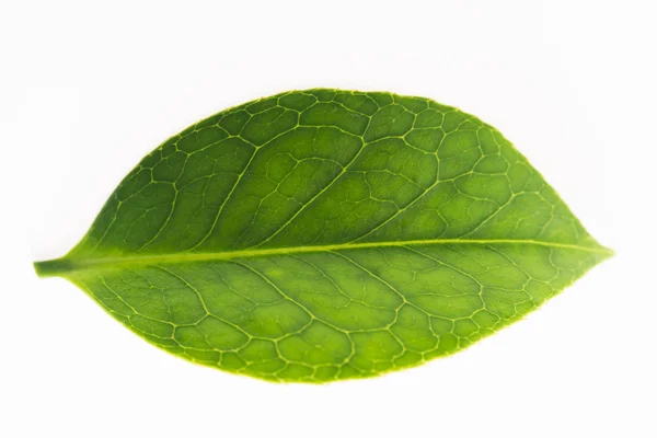 Grönt te blad isolerad på vit bakgrund — Stockfoto