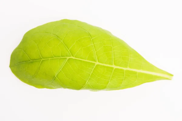 Foglia di tabacco verde isolata sullo sfondo bianco — Foto Stock