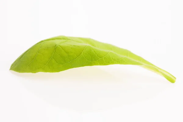 Feuille de tabac verte isolée sur fond blanc — Photo