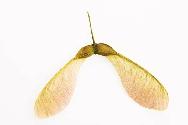 Dvě okřídlené javor semena připojené ke stopce — Stock fotografie