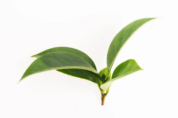 Groene thee blad geïsoleerd op witte achtergrond — Stockfoto