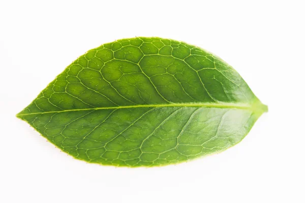 흰 배경에 분리 된 녹차 잎 — 스톡 사진