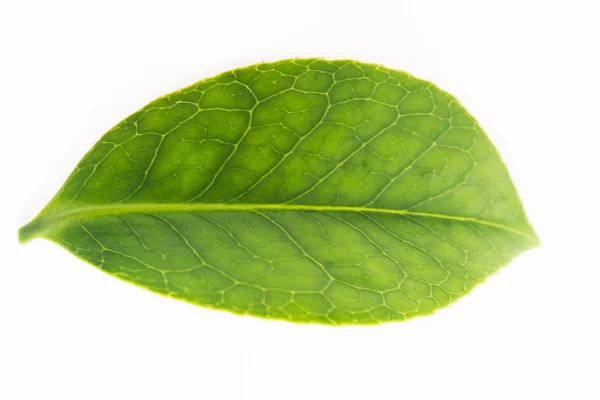 Grünes Teeblatt isoliert auf weißem Hintergrund — Stockfoto